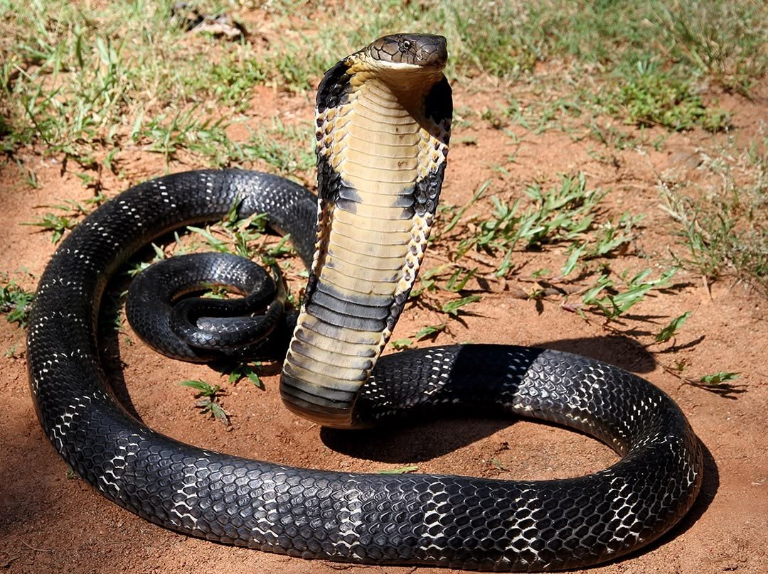 Forest Cobra in Tanzania
